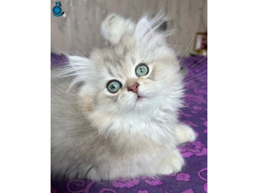 Yumuşacık Blue Golden British Longhair Yavrumuz