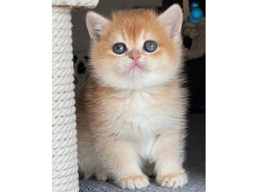 Türünün En Kalitelisi Golden NY12 British Shorthair
