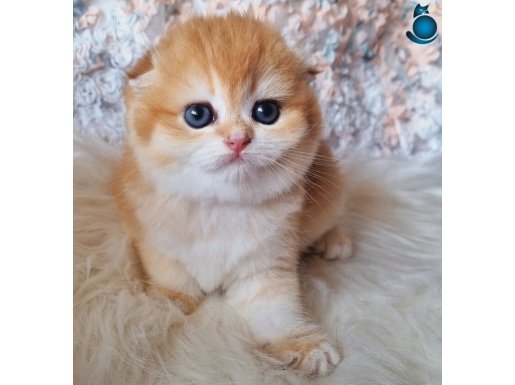 Top Kafa Golden NY12 Scottish Fold Shorthair