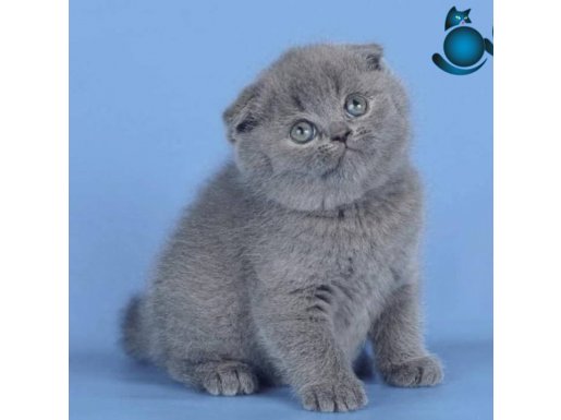 Kulaksız Gri Scottish Fold Yavrumuz