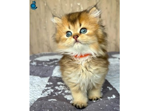 Altın Yumağımız Black Golden British Longhair
