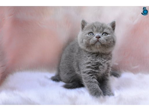 Topaç Kafa Gri British Shorthair