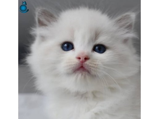 Nadir Kar Beyaz Ragdoll Yavrumuz