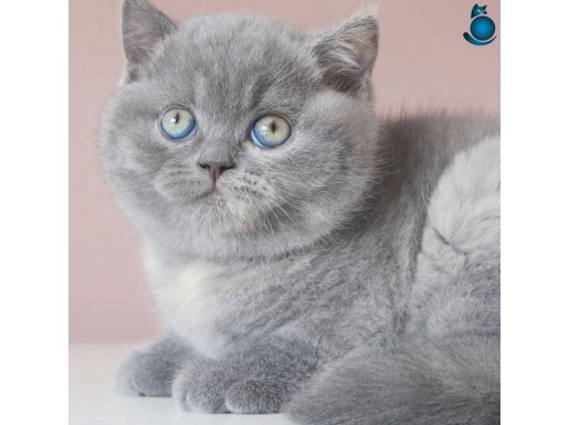 Yusyuvarlak Kafa Gri British Shorthair