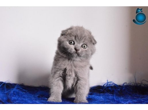 Eşsiz Kalitede Gri Scottish Fold Yavrumuz