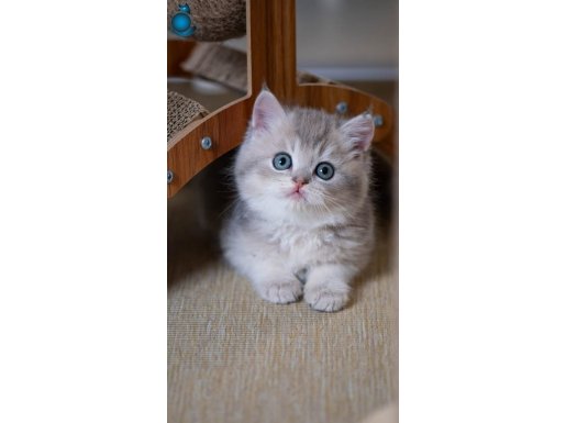 En Güzel Renkte Blue Golden British Shorthair