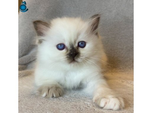 Fındık Burun Chocolate Point British Shorthair