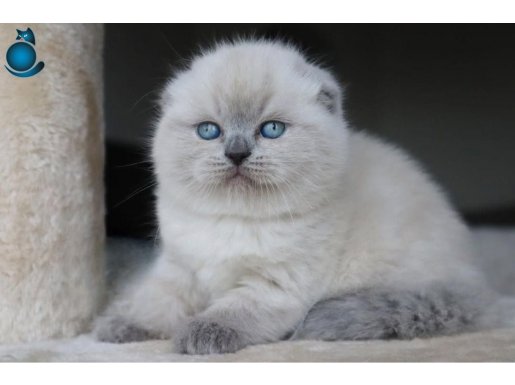 Deniz Mavisi Gözlü Blue Point Scottish Fold Shorthair