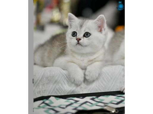 Muhteşem Tonda NS24 British Shorthair