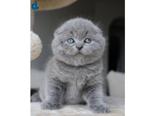 Duman Grisi Scottish Fold Yavrumuz