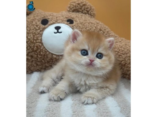 İnci Tanemiz Golden NY12 British Shorthair