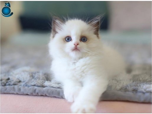 Türkiye'nin En Değerli Kedisi Ragdoll