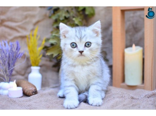 Muhteşem Tonda Silver NS24 British Shorthair