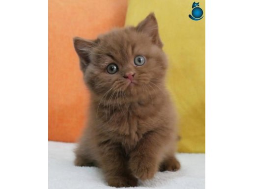 Büyüleyici Chocolate British Shorthair