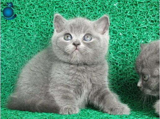 Gri Tüy Yumağı British Shorthair
