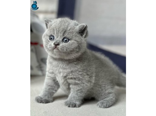 Yusyuvarlak Kafa Gri British Shorthair
