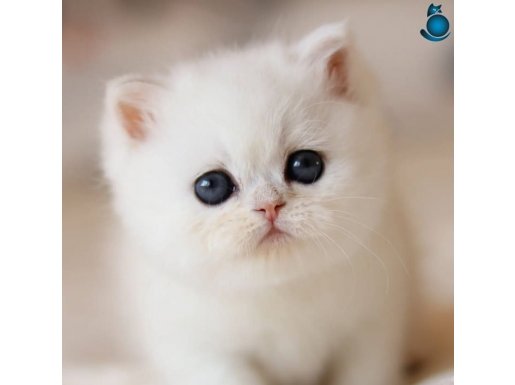 Süt Beyaz Mavi Göz NS1133 British Shorthair 