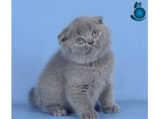 Kulaksız Gri Scottish Fold Shorthair