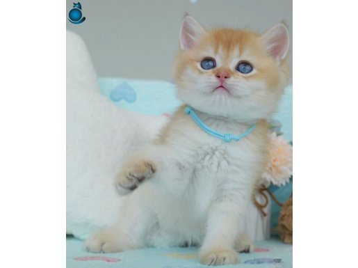 Altın Parıltısı Golden NY12 British Shorthair
