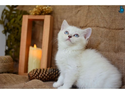 Pamuğumuz Mavi Gözlü NS1133 British Shorthair