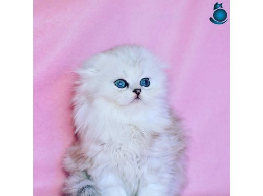 Beyaz Yumak NS1133 Scottish Fold Longhair
