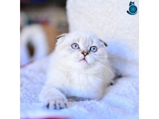 Top Kafa Silver Scottish Fold Shorthair