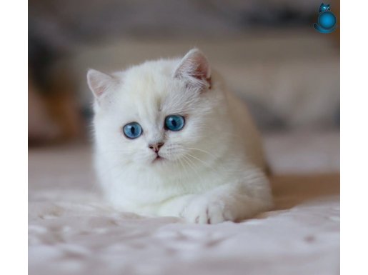 Kar Beyaz Mavi Göz NS1133 British Shorthair