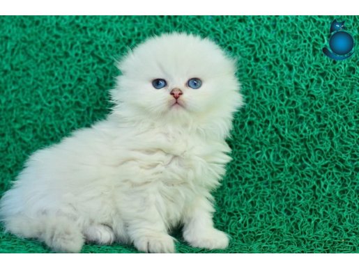 İnci Tanemiz NS1133 Silver Scottish Fold Longhair