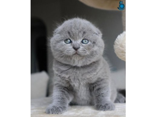 Duman Grisi Scottish Fold Shorthair