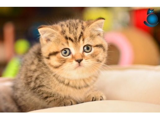 En Kaliteli Black Golden NY24 British Shorthair