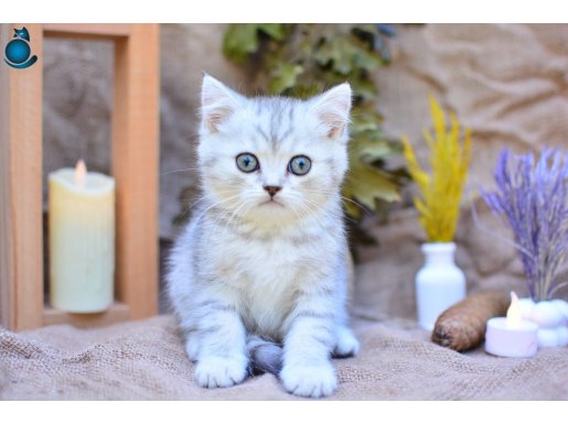 Muhteşem Tonda Silver NY24 British Shorthair