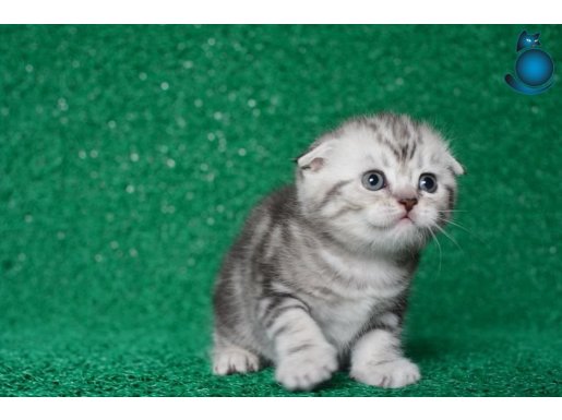 Güzellik Abidesi Silver NS24 Scottish Fold Shorthair 