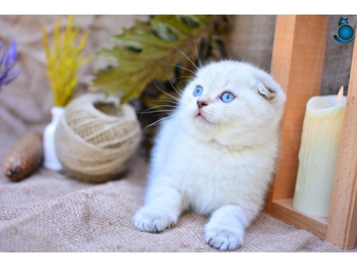 Bembeyaz NS1133 Scottish Fold Shorthair