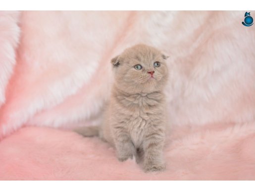 Top Kafa Lilac Scottish Fold Shorthair