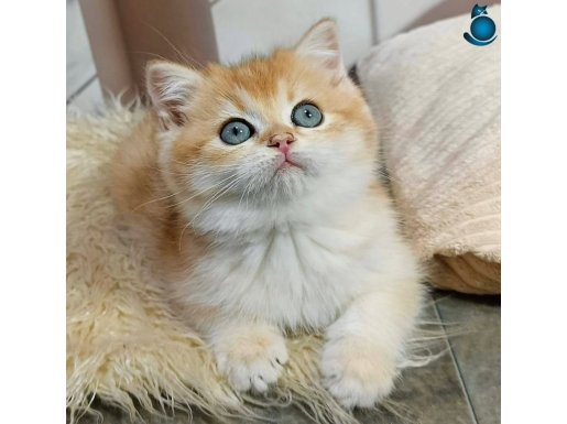 Parıldayan Golden NY12 British Shorthair