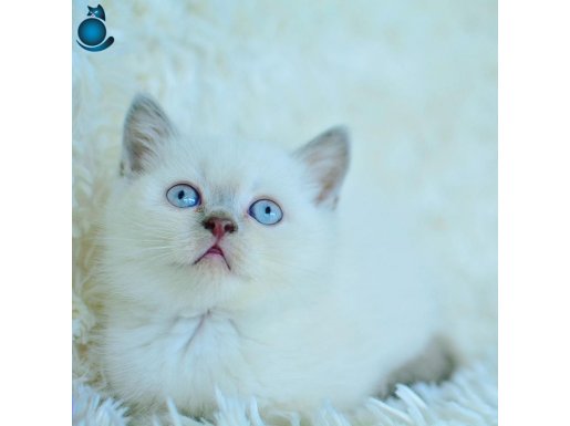Harika Mavi Göz Blue Point British Shorthair