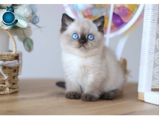 En Nadide Çikolata Point British Shorthair