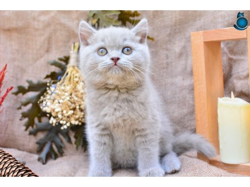 Sütlü Kahve Lilac British Shorthair