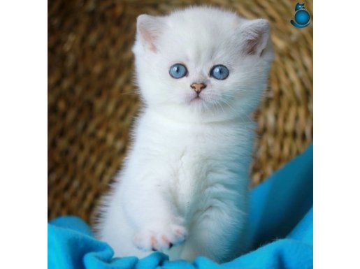 Bulut Beyazı NS1133 British Shorthair