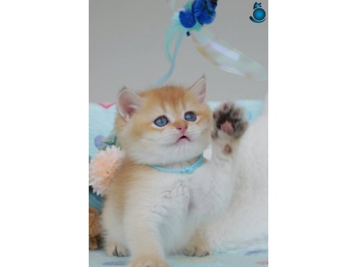 Altın Parıltısı NY12 British Shorthair