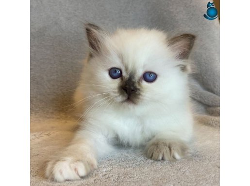 Fındık Burun Çikolata Point British Shorthair