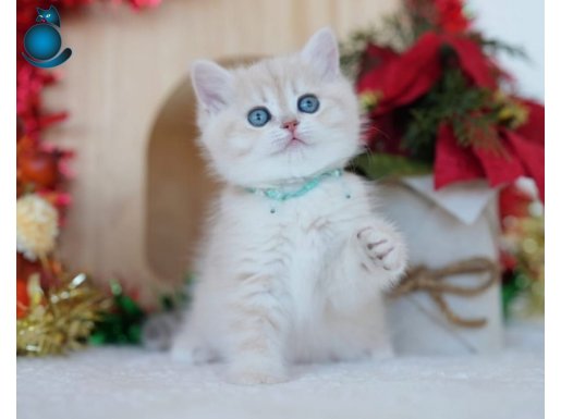 Güneş Sarısı Golden Point NY1133 British Shorthair