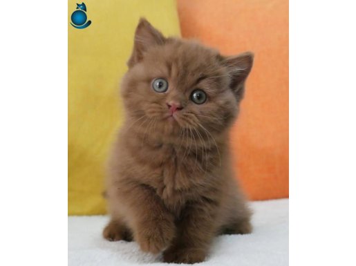 En Güzel Chocolate British Shorthair