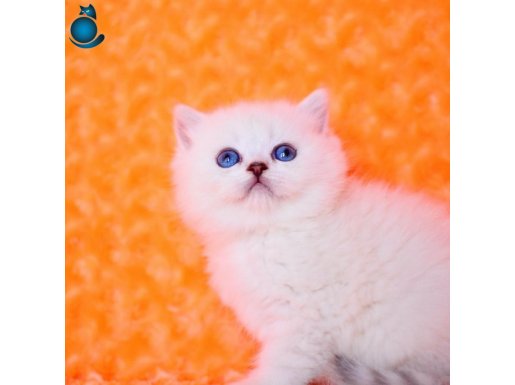 Masmavi NS1133 British Shorthair