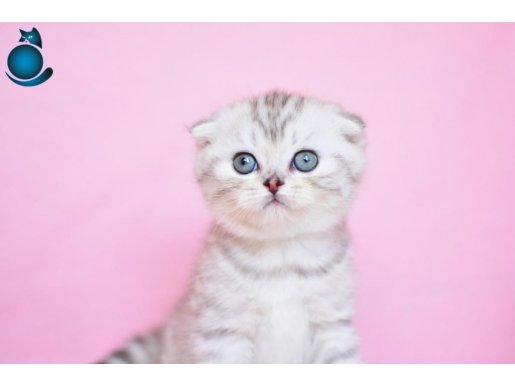 Asil Soydan Ns24 Scottish Fold Shorthair