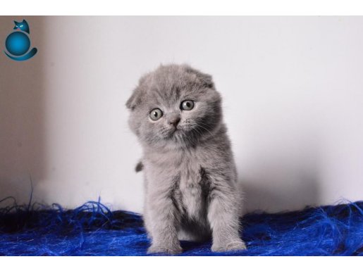 Eşsiz Kalitede Gri Scottih Fold Shorthair