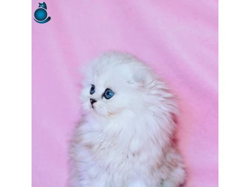 Beyaz Yumak Scottish Fold Shorthair