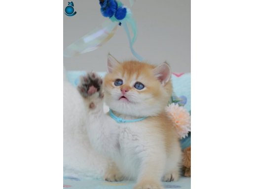 Altın Parıltısı Golden NY11 British Shorthair