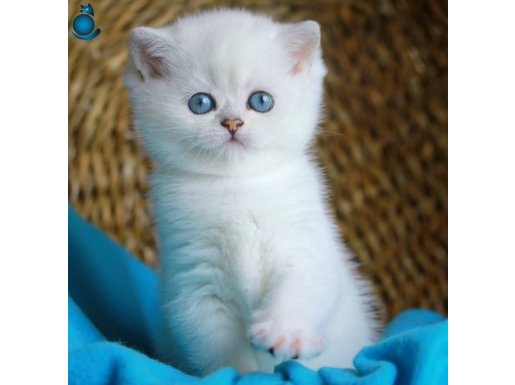Pamuk Tüylü Mavi Göz NS1133 British Shorthair