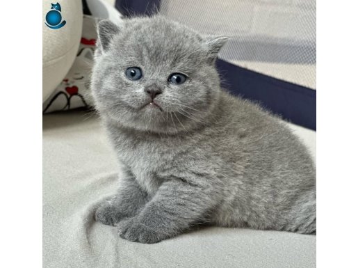Yusyuvarlak Kafa Gri British Shorthair